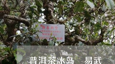 普洱茶冰岛 易武/2023041369714